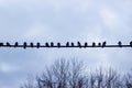 Pigeons sit on a pipe against the sky on a cloudy day. Silhouettes of birds sitting in a row. Urban birds of gray pigeons are Royalty Free Stock Photo