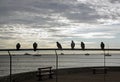 Pigeons sit on a railing on the seafront