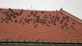 Pigeons sit on a red roof. A group of birds damage the roofs in the city Royalty Free Stock Photo