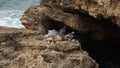 Pigeons sit on a stone against the the water`s edge with foamy waves between huge rocks