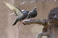 Pigeons sit on the water dispenser of a fountain. Royalty Free Stock Photo