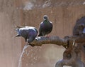 Pigeons sit on the water dispenser of a fountain. Royalty Free Stock Photo