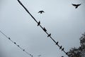 Pigeons sit on wire. Silhouettes of birds on electric wire. Details of life of urban birds