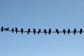 Pigeons sit on wire. Silhouettes of birds. Birds sit in row