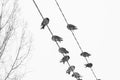 a flock of pigeons sitting on an electric wire, top view, black and white photo Royalty Free Stock Photo