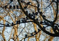 Pigeons sitting on a branch