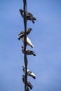 Pigeons Sitting on a Cable