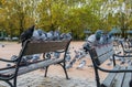 Pigeons sitting on a city park benchs on a rainy autumn day.