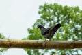 Pigeons are sitting on dry bamboo these common birds are related to doves