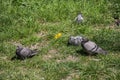 Pigeons are sitting in the grass basking in the sun Royalty Free Stock Photo