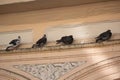 Pigeons sitting on the ledge of an old building Royalty Free Stock Photo