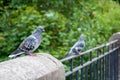 Pigeons sitting on a railing Royalty Free Stock Photo