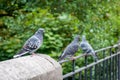Pigeons sitting on a railing Royalty Free Stock Photo