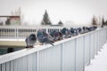 Pigeons sitting on the railing of a Nusle bridge on a winter day, Prague Royalty Free Stock Photo