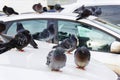 Pigeons are sitting on the roof of the car. Lots of birds on the streets. Close-up Royalty Free Stock Photo