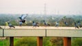 Pigeons sitting in rows neatly waiting for food on residential buildings. Grey homing pigeons or Dove on urban residential flats