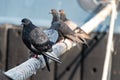 Pigeons sitting on ship hawser. Thick rope tied to mooring. Pigeons in city port Royalty Free Stock Photo