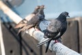 Pigeons sitting on ship hawser. Thick rope tied to mooring. Pigeons in city port Royalty Free Stock Photo