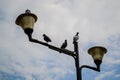 Pigeons on a lampost
