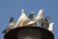 Pigeons sitting on street lantern