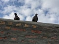 2 Pigeons Sitting On A Wall