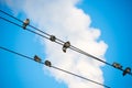 Pigeons are sitting on wires, birds sitting on power lines over clear sky