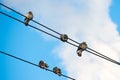 Pigeons are sitting on wires, birds sitting on power lines over clear sky