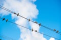 Pigeons are sitting on wires, birds sitting on power lines over clear sky