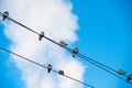 Pigeons are sitting on wires, birds sitting on power lines over clear sky