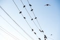 Pigeons are sitting on wires, birds sitting on power lines over clear sky