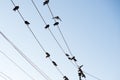 Pigeons are sitting on wires, birds sitting on power lines over clear sky