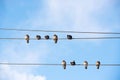 Pigeons are sitting on wires, birds sitting on power lines over clear sky