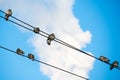 Pigeons are sitting on wires, birds sitting on power lines over clear sky