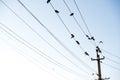 Pigeons are sitting on wires, birds sitting on power lines over clear sky