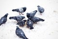 Pigeons on snow Royalty Free Stock Photo