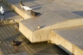 pigeons and sparrow enjoy in the morning sun