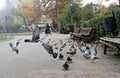 Pigeons and sparrows flying in the city park