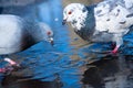 Pigeons in spring water