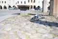 birds walking on the square paving Royalty Free Stock Photo