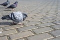 birds walking on the square paving Royalty Free Stock Photo