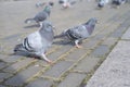 birds walking on the square paving Royalty Free Stock Photo