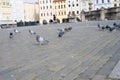 birds walking on the square paving Royalty Free Stock Photo