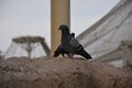 Pigeons standing outside on the stone in Al Ain zoo Abu Dhabi UAE