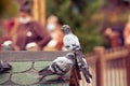Pigeons standing on roof of pigeon loft in Kugulu Park in Ankara