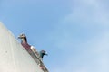 Pigeons standing on roof top