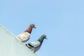 Pigeons standing on roof top