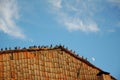Pigeons standing on a roof