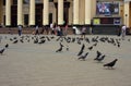 Pigeons on station square,Kharkov, Ukraine, July 13, 2014 Royalty Free Stock Photo