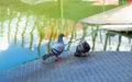 The pigeons on steel plate in the river side.