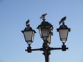 Pigeons on the street lamp